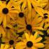 Rudbeckia Fulgida Goldsturm, also known as Coneflower Echinacea Yellow Storm for sale online buy UK