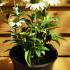 Rudbeckia White Swan 10-20 cm buy online UK.