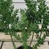 Ruscus Aculeatus Butcher