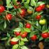 Ruscus Aculeatus Butcher