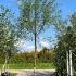 Salix Alba Chermesina Scarlet Willow 3-3.5 m buy online UK.