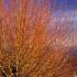 Salix Alba Chermesina Scarlet Willow, a mid-sized deciduous willow tree with striking winter colour when the bare branches are brilliant orange scarlet.