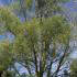Salix Alba White Willow Tree for Sale Online UK