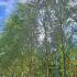 Salix Alba Willow Tree or White Willow Tree 5-6 m buy online UK.