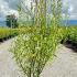 Salix Babylonica Tortuosa 80-100 cm buy online UK.