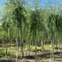 salixb 3.5-4 m buy online UK.