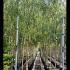 Salix Babylonica - Weeping Willow Tree 2.75-3.25 m buy online UK.