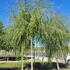 salixb 4-4.5 m buy online UK.