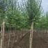 sck 3-3.5 m buy online UK.