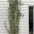 Salix Caradoc Twisted Willow Tree 1.75-2 m buy online UK.