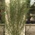 Salix Caradoc is an attractive twisted Willow with a lovely shape and yellow and orange stems during winter, buy online UK delivery.