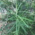 Salix Elaeagnos Angustifolia – Narrow-leaved Olive Willow