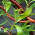 Salix Erythroflexuosa Willow or Golden Corkscrew Willow is a small deciduous willow, with pendulous orange-yellow young branches. Yellow catkins in spring. 
