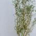 Salix Erythroflexuosa Willow 1.25-1.5 m buy online UK.