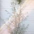 Salix Exigua Coyote Willow 1.75-2 m buy online UK.