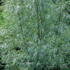 Salix Exigua Coyote Willow tree has grey green foliage and pretty catkins, AGM, buy online UK delivery