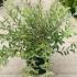 Salix Gracilistyla Mount Aso Pussy Willow 1-1.25 m buy online UK.
