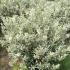 Salix Helvetica is also known as Swiss Willow or Silver Willow, a compact dwarf variety of willow with dense branches of silvery leaves and a rounded shape, buy UK.