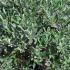 Salix Helvetica Swiss Willow 20-40 cm buy online UK.