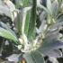 Salix Helvetica, or Swiss Willow, is a compact deciduous tree with silvery-green leaves and graceful, slender branches, offering texture and interest to gardens.