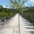 Salix Integra Hakuro Nishiki 2-2.25 m buy online UK.