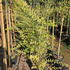 sihn 1.5-1.75 m buy online UK.