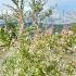 Salix Integra Hakuro Nishiki 80-100 cm buy online UK.