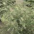 Salix Integra Hakuro Nishiki 1.25-1.5 m buy online UK.
