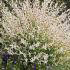 Salix Integra Hakuro Nishiki or Flamingo Willow is a beautiful dwarf Willow tree or shrub, buy online UK