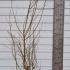 ssgs 1.5-1.75 m buy online UK.