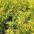 Salix Sachalinensis Golden Sunshine Willow is a Gold Ornamental Willow tree, buy UK