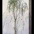 Salix Sepulcralis Chrysocoma 3.5-4 m buy online UK.
