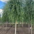 ssc 4-5 m buy online UK.