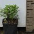 Salvia Microphylla Hot Lips Sage 20-30 cm buy online UK.
