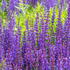 Salvia Nemerosa or Balkan Clary or Wild Sage, purple flowering perennial adored by pollinators