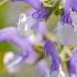 Salvia Pratensis Meadow Sage Wild Sage for Sale Online with UK delivery