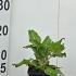 Salvia Pratensis Sage 10 cm buy online UK.