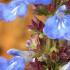 Salvia Uliginosa Bog Sage - Pretty Sky-Blue Perennial 