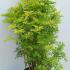 sn 80-100 cm buy online UK.