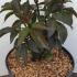 Sambucus Black Tower Elderberry 20-30 cm buy online UK.