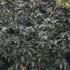 Sambucus Black Tower Elderberry 1.25-1.5 m buy online UK.