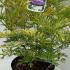 Sambucus Nigra Golden Tower 30-40 cm buy online UK.