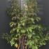 srll 1.25-1.5 m buy online UK.