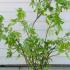 sambrpa 1-1.25 m buy online UK.