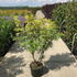 srsg 1.25-1.5 m buy online UK.