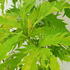 Sambucus Racemosa Sutherland Gold Elderberry