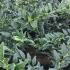Sarcococca Confusa brings year round greenery and delightful winter fragrance. Making it a charming addition to any garden