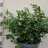 Sarcococca Confusa or Sweet Box 30-35 cm buy online UK.