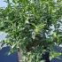 Sarcococca Confusa or Sweet Box 60-80 cm buy online UK.