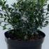 scsb 40-50 cm buy online UK.